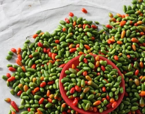 Chile Chilpaya Kg.