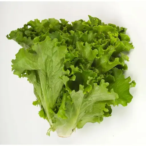 Lechuga Escarola Pza.