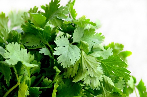 Cilantro Pza.